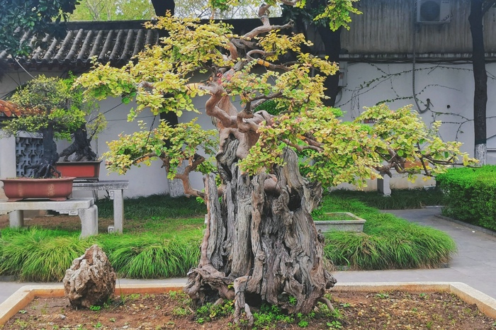 盆景花卉評估